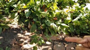 Трансформеры игрушки 90х