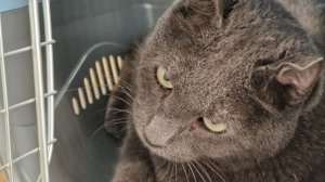 Кот плакал от боли в ушах и бился головой | Но в Яровом нет ветеринара | Выезжаем ночью спасать кота