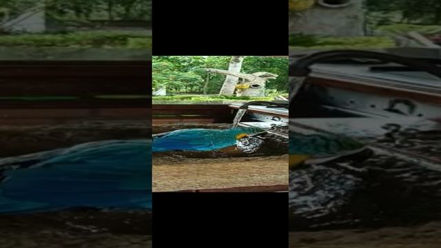 Что делает этот попугай! смотреть онлайн