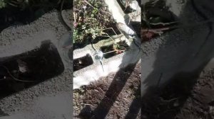 Время размножать желтую малину