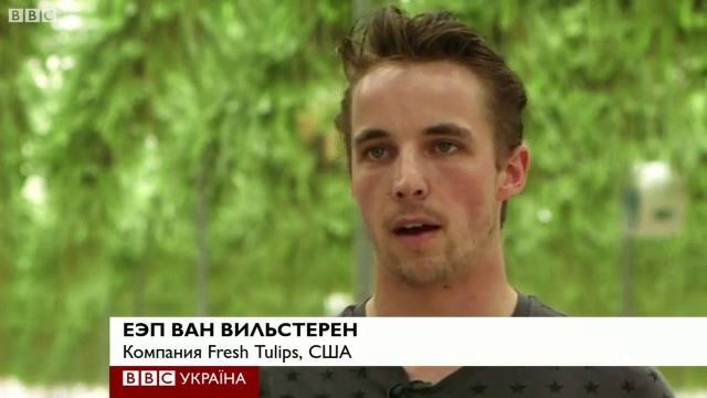 Тюльпаны голландские, но из Вирджинии