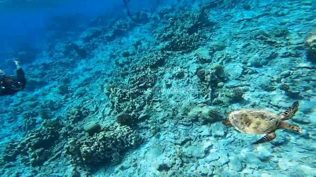 Мальдивы. Maldives. 马尔代夫。 44
