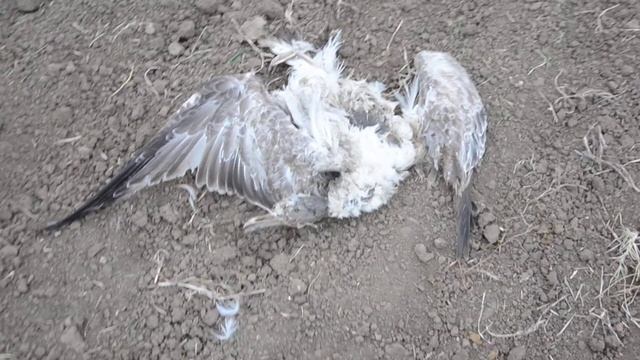 Дохлая чайка, на поле без урожая смотреть онлайн