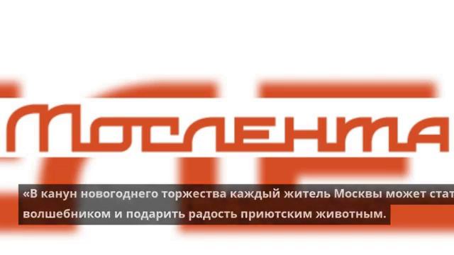 В Москве соберут помощь для бездомных кошек и собак