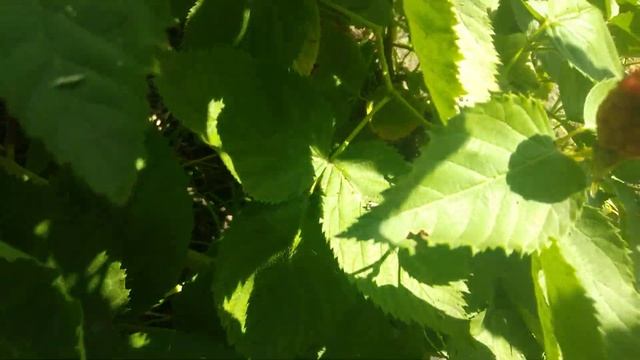 Обзор ежевики Апаче/ Blackberry Apache