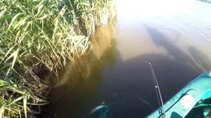 Ловля судака на отвесные блесны