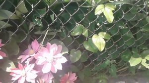 Клематис Русалочка Clematis Mermaid.