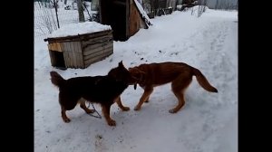 Щенок тувинской овчарки в 8 месяцев.