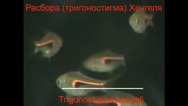 Различие видов расбор: Эспеи, Хенгеля, арлекин и Сомфонгса