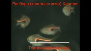 Различие видов расбор: Эспеи, Хенгеля, арлекин и Сомфонгса