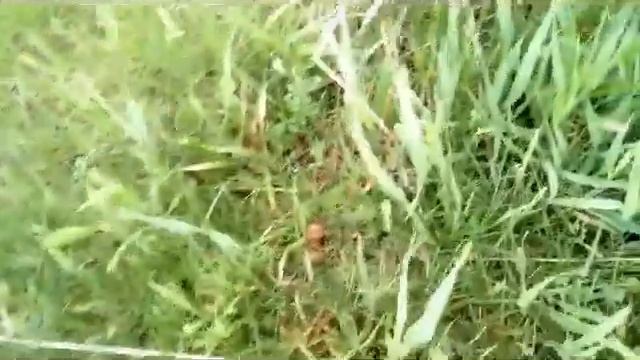 сезон грибов опята смотреть онлайн