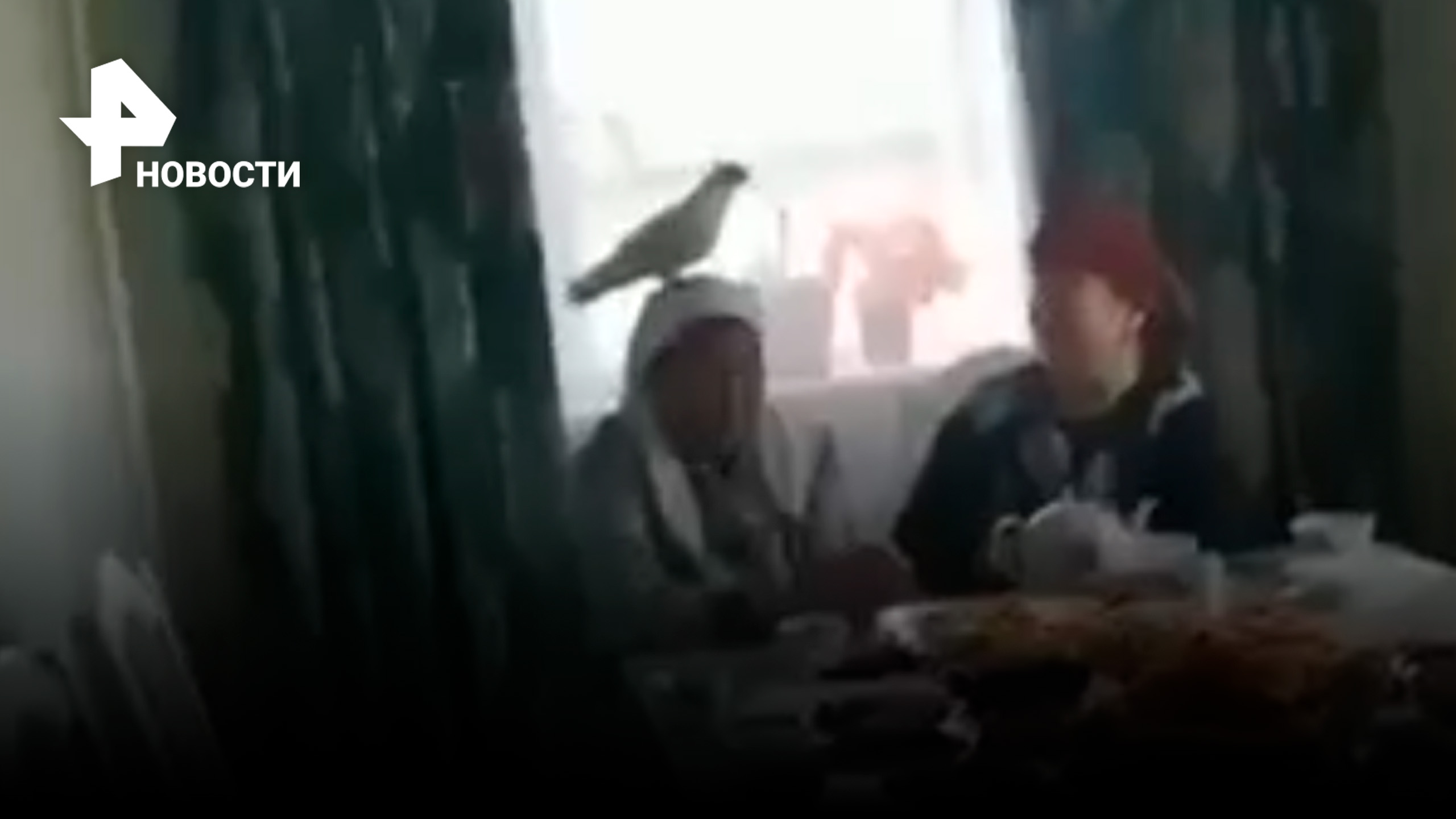 Белый голубь залетел в дом во время поминок по погибшему на СВО бойцу и сел на голову его матери