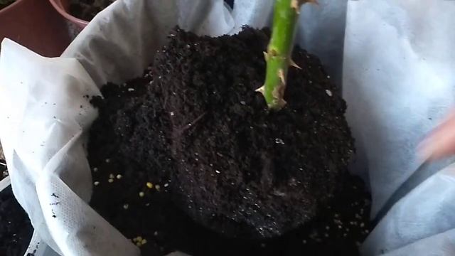 ПЕРЕСАДКА РОЗЫ В ВЕДРО СО СПАНБОНДОМ. смотреть онлайн