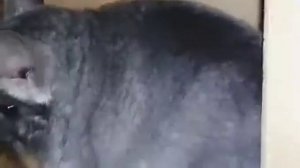 ✋ КАК ПРАВИЛЬНО БРАТЬ ШИНШИЛЛУ? ✋ БЕЗБОЛЕЗНЕНЫЕ СПОСОБЫ ?