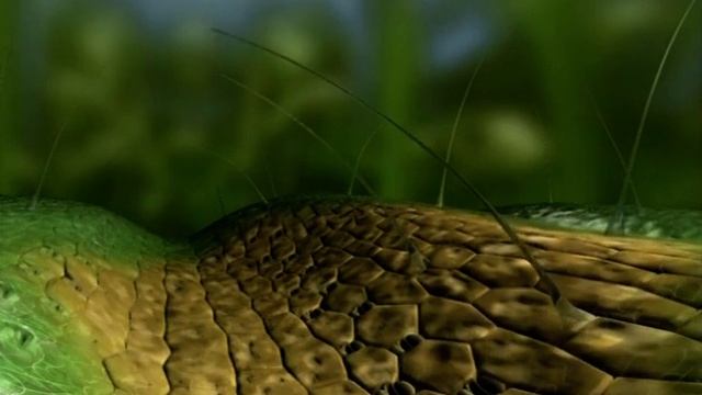 Биология грибов паразитов.  Септориоз пшеницы.