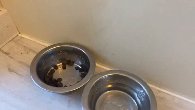 Питание щенка французского бульдога. Monge. Французский бульдог Краля ? смотреть онлайн