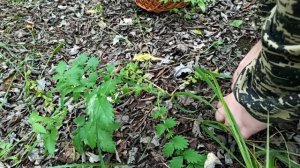 Груздь осиновый. Быстрый сбор и рецепт посола | Лесные Прогулки