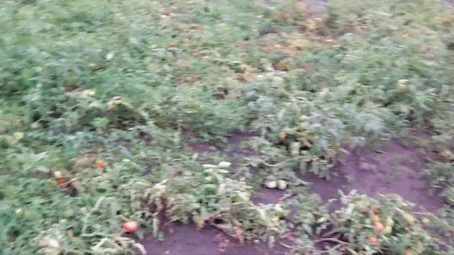 В гостях у тёщи// в деревне// с днём  рождения  мамуля