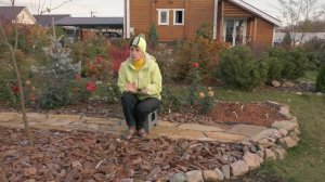 Как зимуют розы осенней посадки