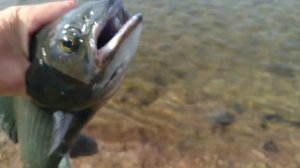 Рыбалка в Монголии: Алтайский Осман, Монгольский Хариус. Fly fishing in Mongolia: Osman, Grayling
