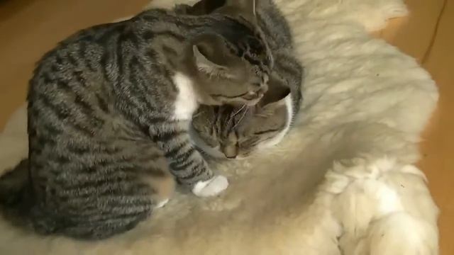 ▶ Кошки веселятся, дерутся и умываются Kat YouTube 720p смотреть онлайн