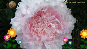 Пион многоцветковый Альберт Круз. Краткий обзор, описание paeonia lactiflora Albert Crousse