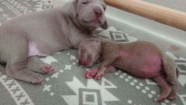 Эстер и Эпле. Чудо, что Эстер выжила! 02.04.2021 смотреть онлайн