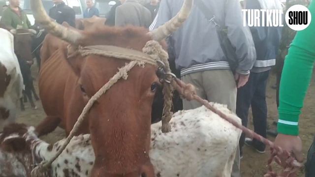 15-АВГУСТ ТУРТКУЛЬ МОЛ БОЗОР НАРХЛАРИ | TURTKUL MOL BOZOR NARXLARI 2021 смотреть онлайн