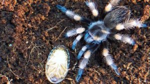 Что если КАРАКУРТА, ТАРАНТУЛА и ПТИЦЕЕДА ЗАСЕЛИТЬ В ОДИН ТЕРРАРИУМ?