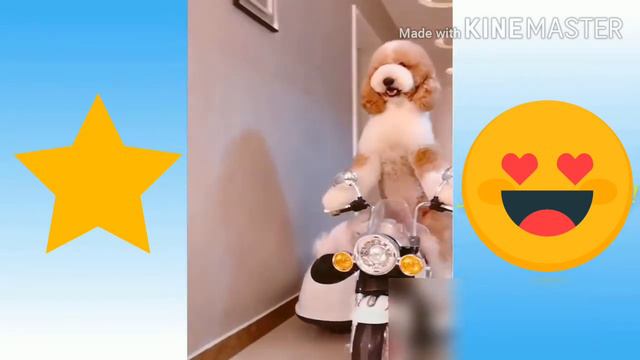 Я РЖАЛ ЦЕЛЫЙ ЧАС / СМЕШНЫЕ ЖИВОТНЫЕ / ТЕСТ НА ПСИХИКУ / ПОПРОБУЙ НЕ ЗАСМЕЯТЬСЯ / ЛУЧШИЕ ПРИКОЛЫ #1 смотреть онлайн