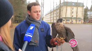 "Острый репортаж" с Аллой Михеевой - Соколиная охота