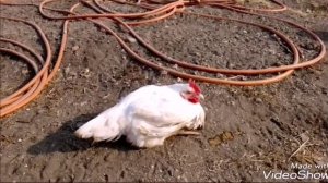 Бройлерный петух. Это нужно смотреть словами не опишешь .