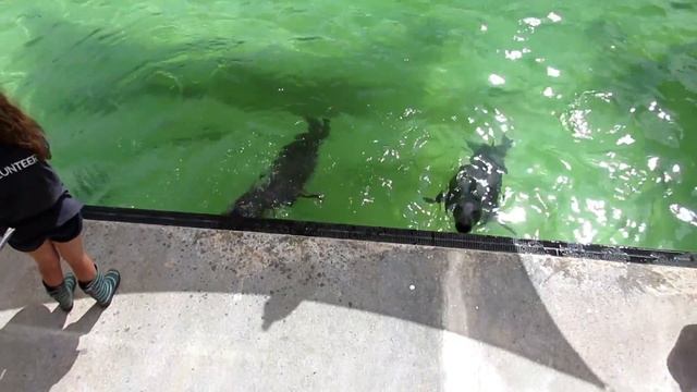 Cornwall July 2017 Vlog смотреть онлайн