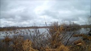 Весенняя охота на ворон.mp4