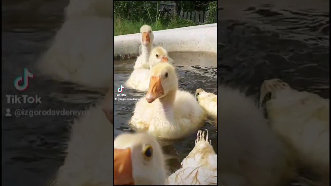 Маленькие гусята купаются #shorts