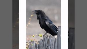 "Тураах хара дьүһүннэммитэ"