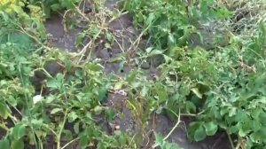 Картошка желтеет и разваливается