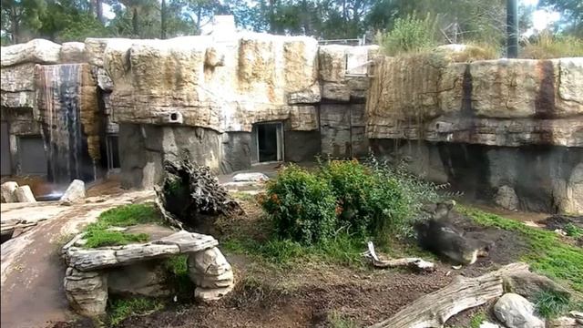 Мишка маскируется - стал бурым мишкой#Зоопарк Сан-Диего смотреть онлайн