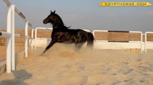 Самый красивый Арабский скакун