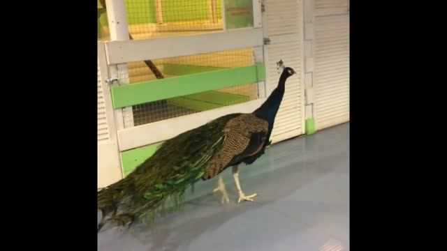 Евочка кормит забавных животных в Контактном зоопарке!!!Евочка боится павлина!!! смотреть онлайн