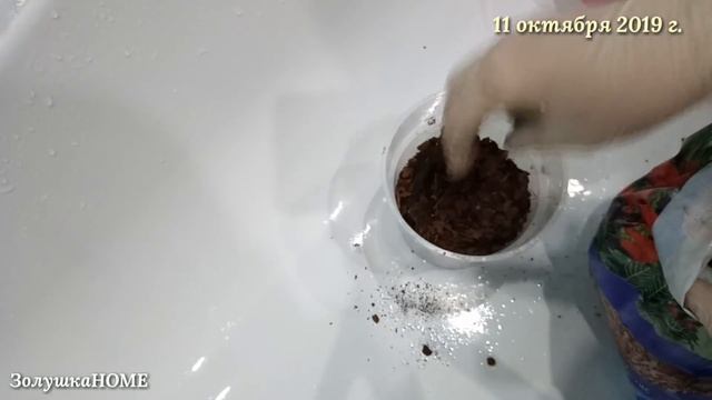 Орхидея без корней. Корни сгнили. Всего два листа. Мой опыт реанимации орхидеи без корней!!! смотреть онлайн