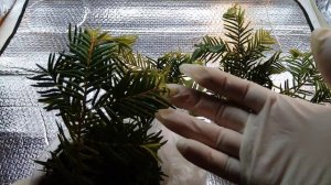 Укоренение черенков тиса остроконечного. Часть 3.