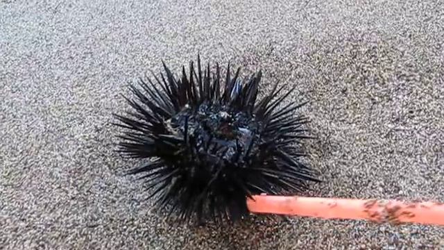 Морской еж. Родос. Греция. Greece смотреть онлайн