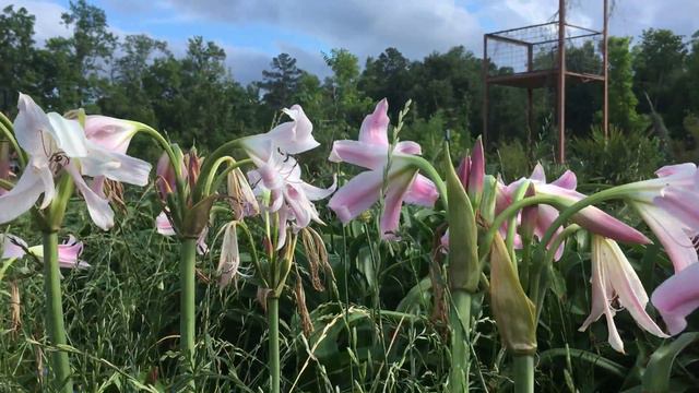 Crinum Pink Flamingo смотреть онлайн