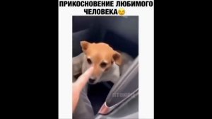 Смешные животные / приколы № 2