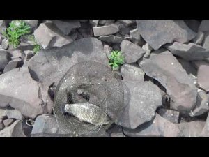 Снова на Сыде