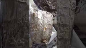 2 волна вешенки на картоне