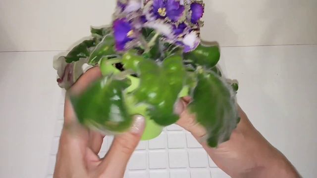 Красивые сорта фиалок. Фиалки у Алисы. Коллекция сортовых фиалок. смотреть онлайн