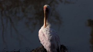 Birds at Sweni Hide, Kruger National Park, 11 Aug 2022