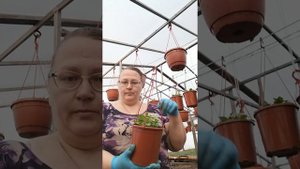 Формирование ампельной петунии и вегетативной сурфинии